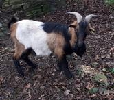 SWAMP, magnifique bouc à adopter