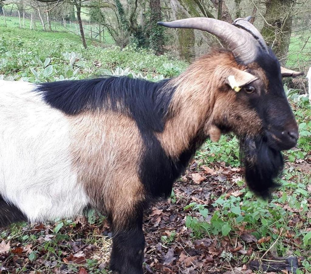 Vente Loire-Atlantique Pierric - 44290 - Photos Vivastreet SWAMP, magnifique bouc à adopter