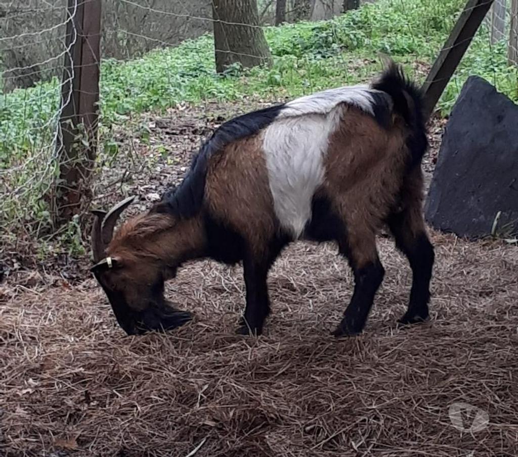 Vente Loire-Atlantique Pierric - 44290 - Photos Vivastreet SWAMP, magnifique bouc à adopter