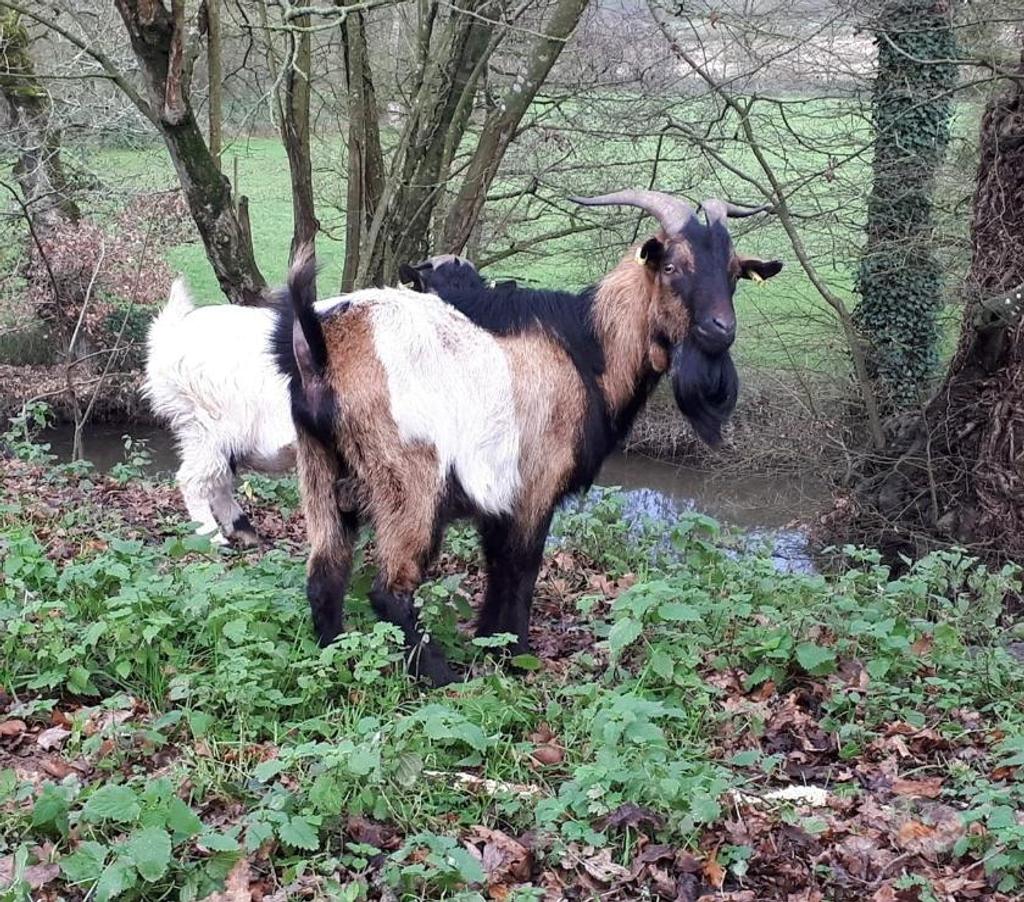 Vente Loire-Atlantique Pierric - 44290 - Photos Vivastreet SWAMP, magnifique bouc à adopter