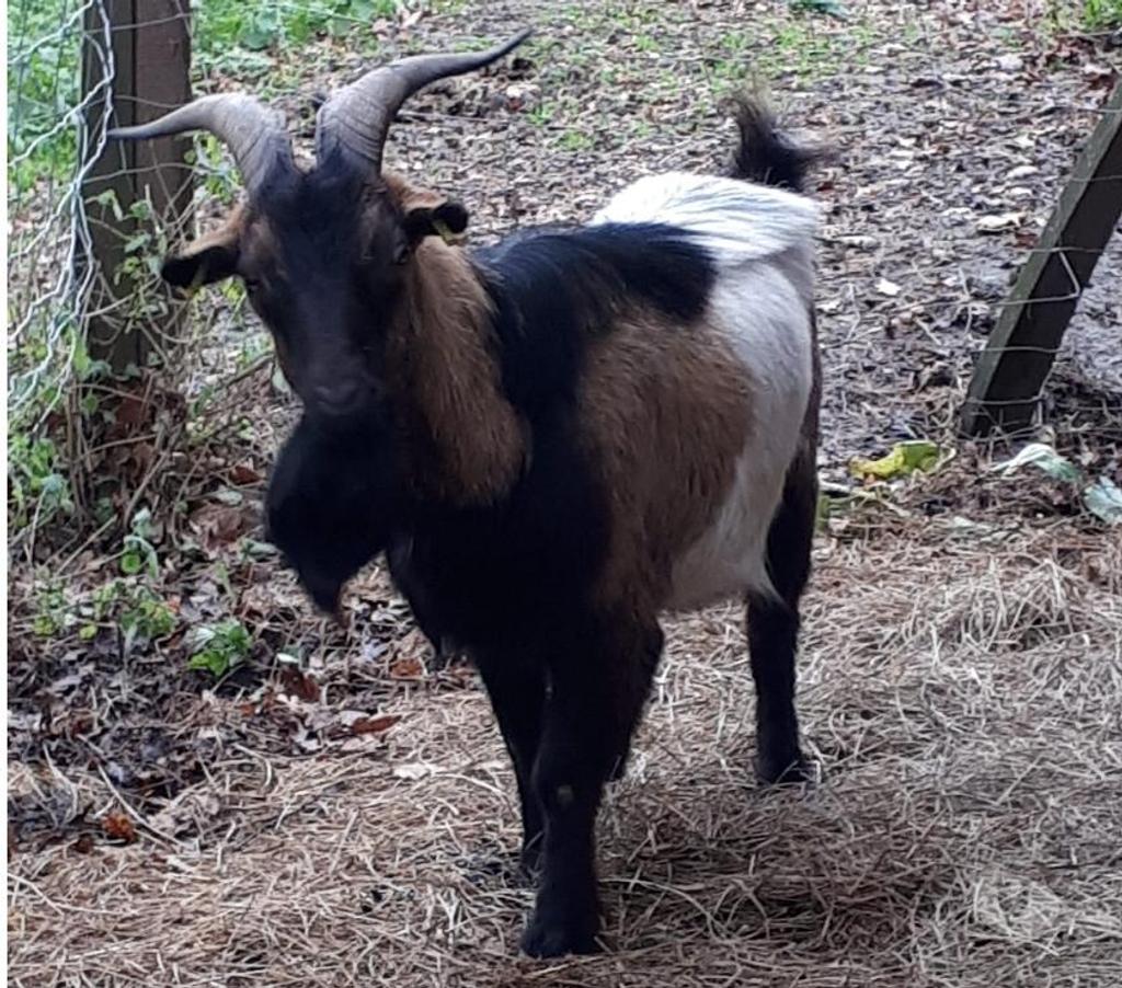 Vente Loire-Atlantique Pierric - 44290 - Photos Vivastreet SWAMP, magnifique bouc à adopter