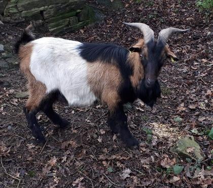 Vente animaux Pierric Loire-Atlantique - Photos Vivastreet SWAMP, magnifique bouc à adopter