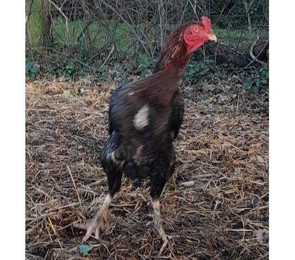Vente Rochefort Charente-Maritime - Photos Vivastreet OEUFS Fécondés de COMBATTANTS