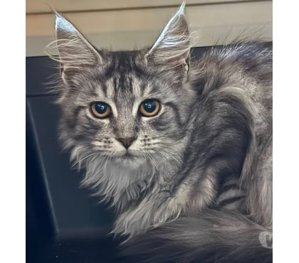 Vente animaux Lormont Gironde - Photos Vivastreet chatons maine coon