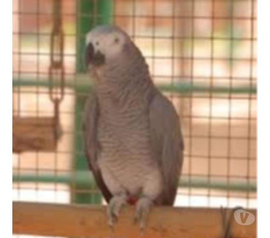 Services, accessoires animaux Pas-de-Calais Avion - 62210 - Photos Vivastreet Garde cochon d'Inde,oiseaux,poissons,hamster,reptile,rongeur