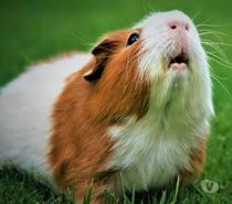Garde cochon d'Inde,oiseaux,poissons,hamster,reptile,rongeur