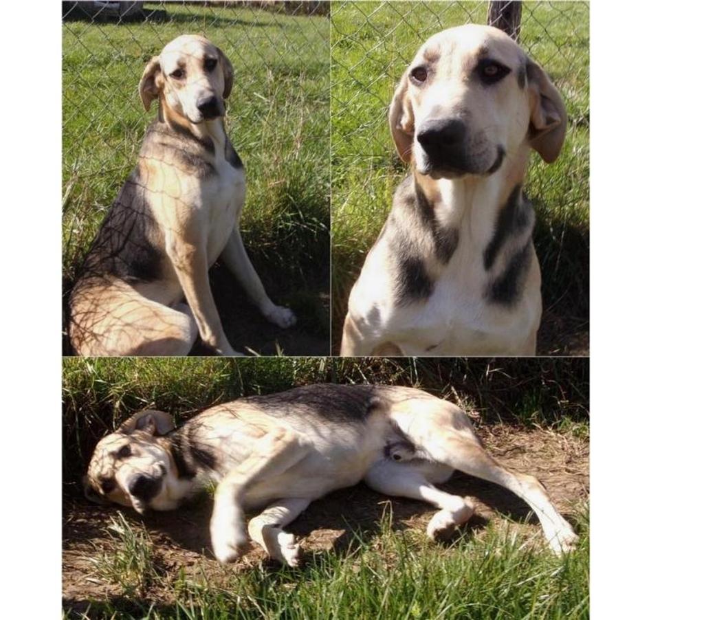 Vente Lot Castelnau Montratier - 46170 - Photos Vivastreet CHIEN MALE 2 ANS TYPE CROISÉ BERGER ATTEND DEPUIS LONGTEMPS