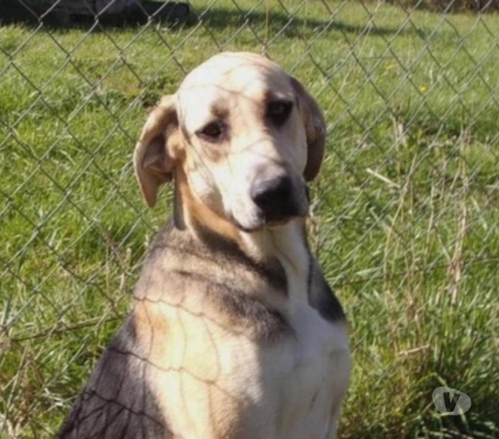 Vente Lot Castelnau Montratier - 46170 - Photos Vivastreet CHIEN MALE 2 ANS TYPE CROISÉ BERGER ATTEND DEPUIS LONGTEMPS