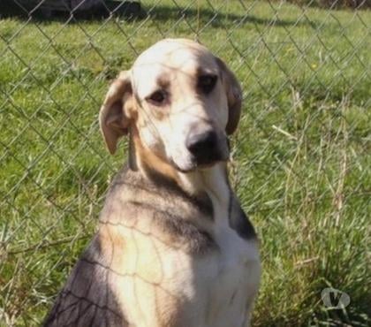 Vente animaux Castelnau Montratier Lot - Photos Vivastreet CHIEN MALE 2 ANS TYPE CROISÉ BERGER ATTEND DEPUIS LONGTEMPS