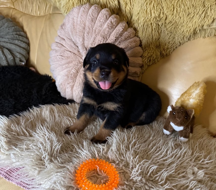 Vente Loir-et-Cher Couture sur Loir - 41800 - Photos Vivastreet A réserver magnifique chiot rottweiler lof queue coupée