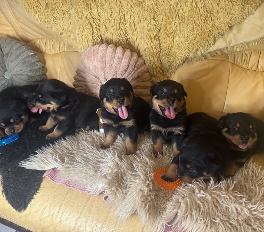 Vente Loir-et-Cher Couture sur Loir - 41800 - Photos Vivastreet A réserver magnifique chiot rottweiler lof queue coupée