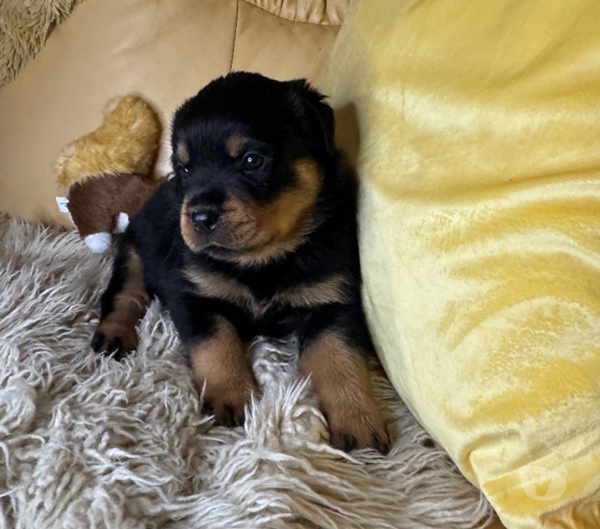 Vente Loir-et-Cher Couture sur Loir - 41800 - Photos Vivastreet A réserver magnifique chiot rottweiler lof queue coupée