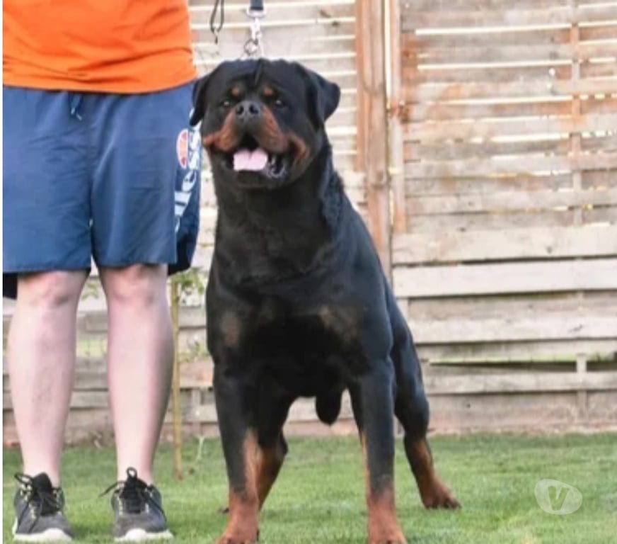 Vente Loir-et-Cher Couture sur Loir - 41800 - Photos Vivastreet A réserver magnifique chiot rottweiler lof queue coupée