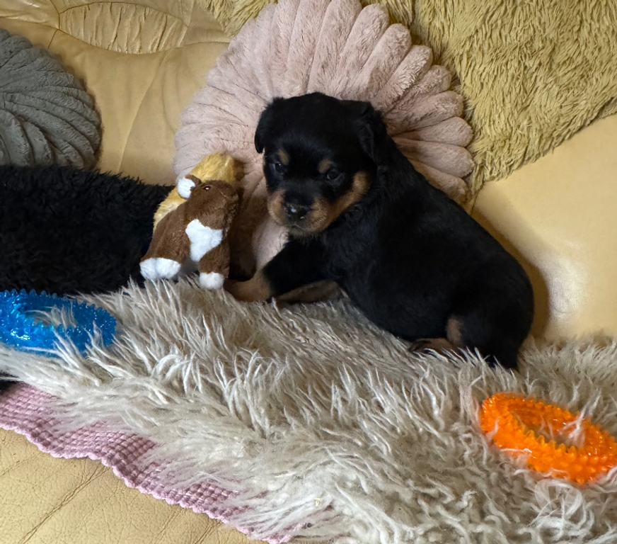 Vente Loir-et-Cher Couture sur Loir - 41800 - Photos Vivastreet A réserver magnifique chiot rottweiler lof queue coupée