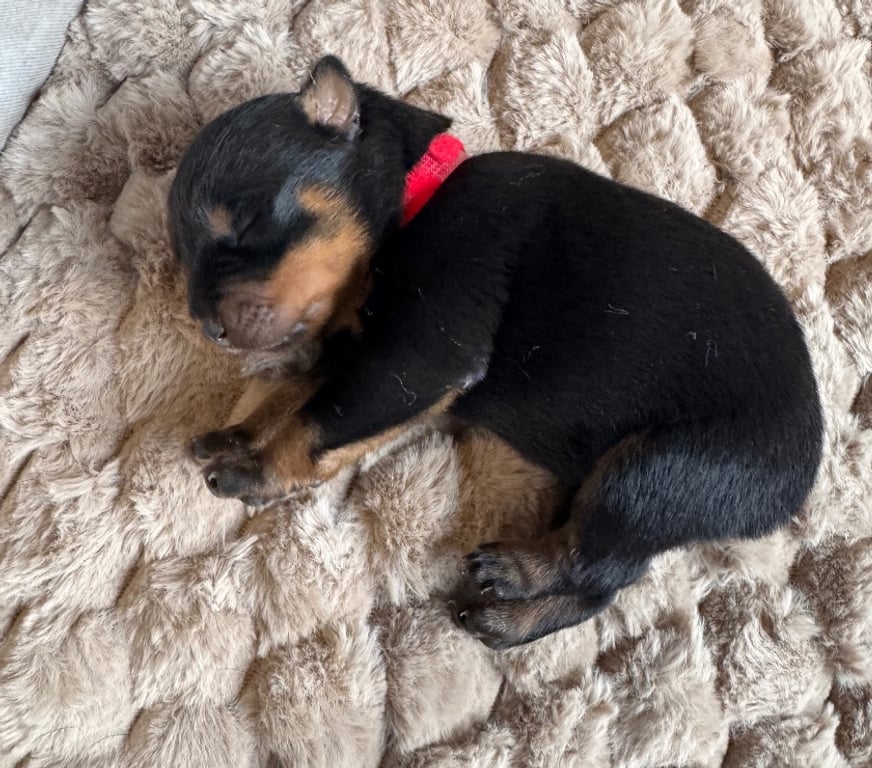 Vente Loir-et-Cher Couture sur Loir - 41800 - Photos Vivastreet A réserver magnifique chiot rottweiler lof queue coupée