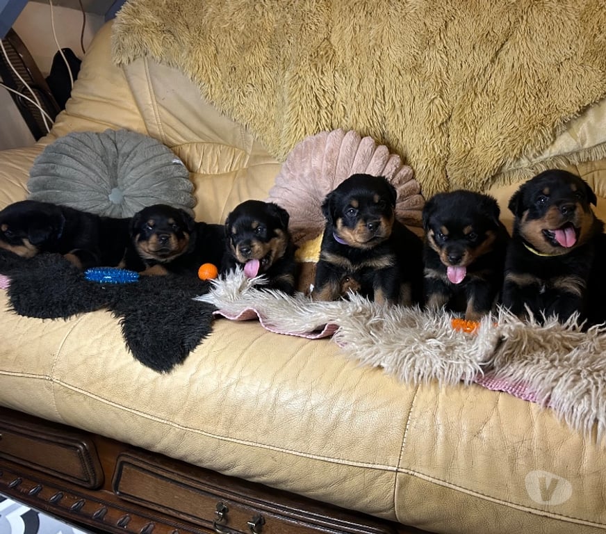 Vente Loir-et-Cher Couture sur Loir - 41800 - Photos Vivastreet A réserver magnifique chiot rottweiler lof queue coupée