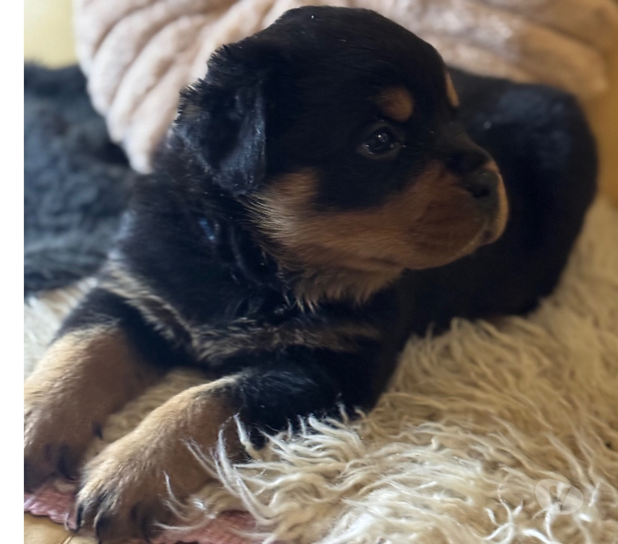 Vente Loir-et-Cher Couture sur Loir - 41800 - Photos Vivastreet A réserver magnifique chiot rottweiler lof queue coupée
