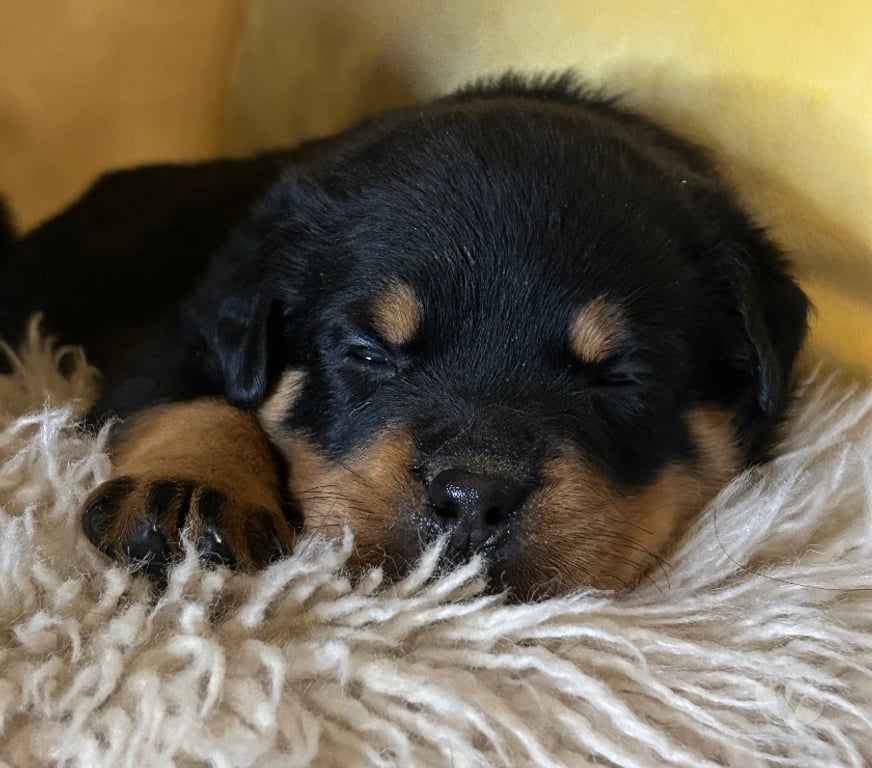 Vente Loir-et-Cher Couture sur Loir - 41800 - Photos Vivastreet A réserver magnifique chiot rottweiler lof queue coupée