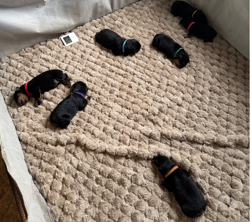 Vente Loir-et-Cher Couture sur Loir - 41800 - Photos Vivastreet A réserver magnifique chiot rottweiler lof queue coupée