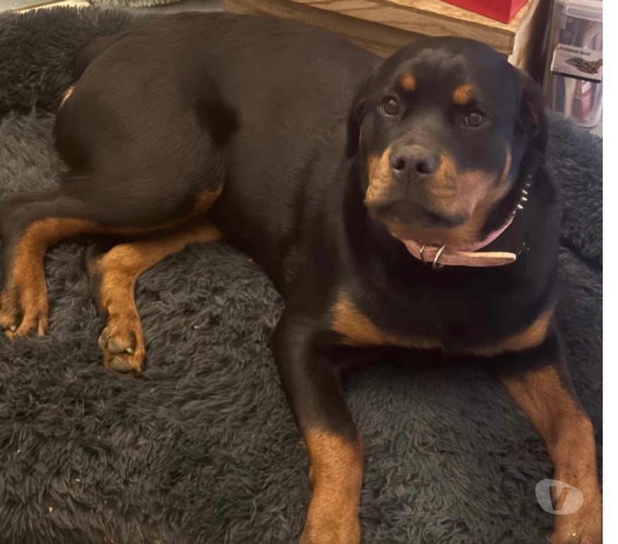 Vente Loir-et-Cher Couture sur Loir - 41800 - Photos Vivastreet A réserver magnifique chiot rottweiler lof queue coupée