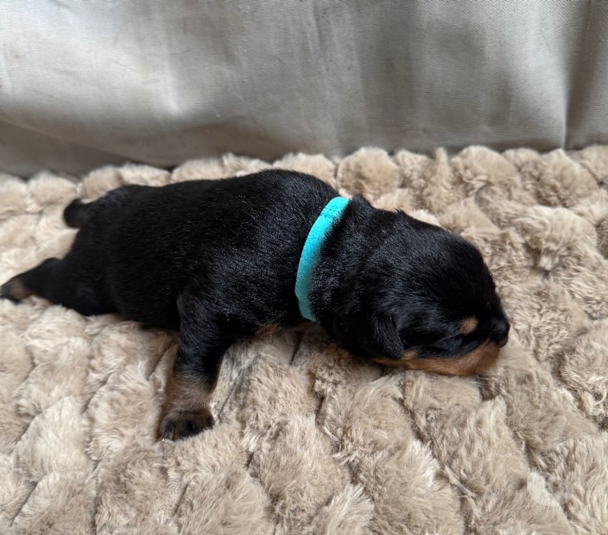 Vente Loir-et-Cher Couture sur Loir - 41800 - Photos Vivastreet A réserver magnifique chiot rottweiler lof queue coupée