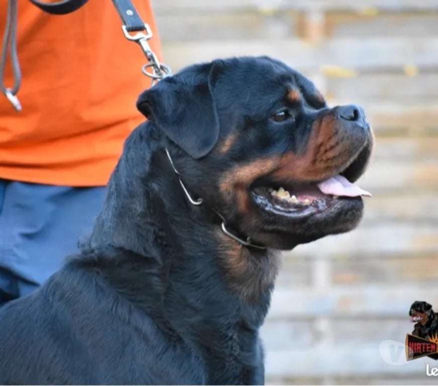Vente Loir-et-Cher Couture sur Loir - 41800 - Photos Vivastreet A réserver magnifique chiot rottweiler lof queue coupée
