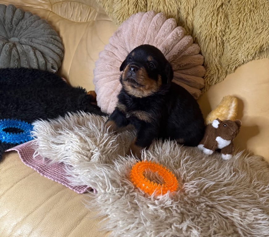 Vente Loir-et-Cher Couture sur Loir - 41800 - Photos Vivastreet A réserver magnifique chiot rottweiler lof queue coupée