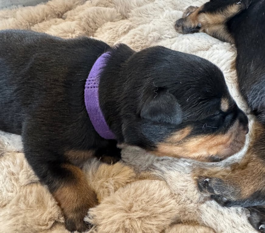 Vente Loir-et-Cher Couture sur Loir - 41800 - Photos Vivastreet A réserver magnifique chiot rottweiler lof queue coupée