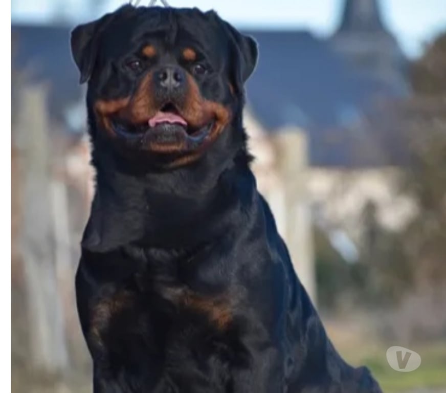 Vente Loir-et-Cher Couture sur Loir - 41800 - Photos Vivastreet A réserver magnifique chiot rottweiler lof queue coupée