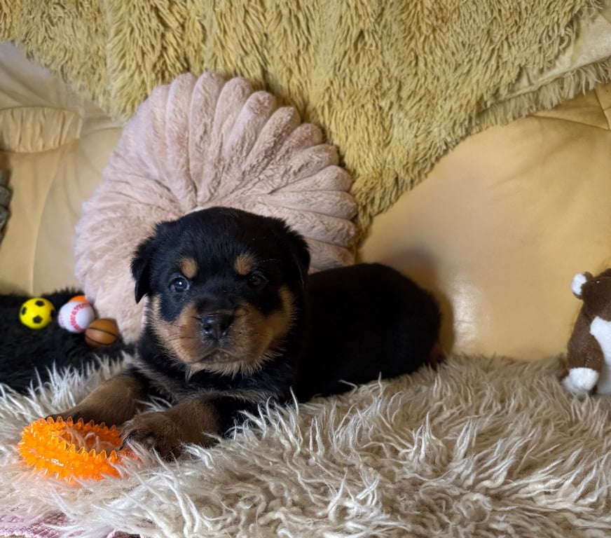 Vente Loir-et-Cher Couture sur Loir - 41800 - Photos Vivastreet A réserver magnifique chiot rottweiler lof queue coupée