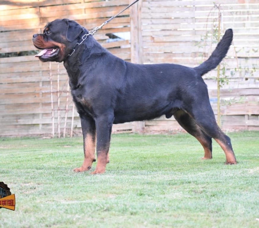 Vente Loir-et-Cher Couture sur Loir - 41800 - Photos Vivastreet A réserver magnifique chiot rottweiler lof queue coupée