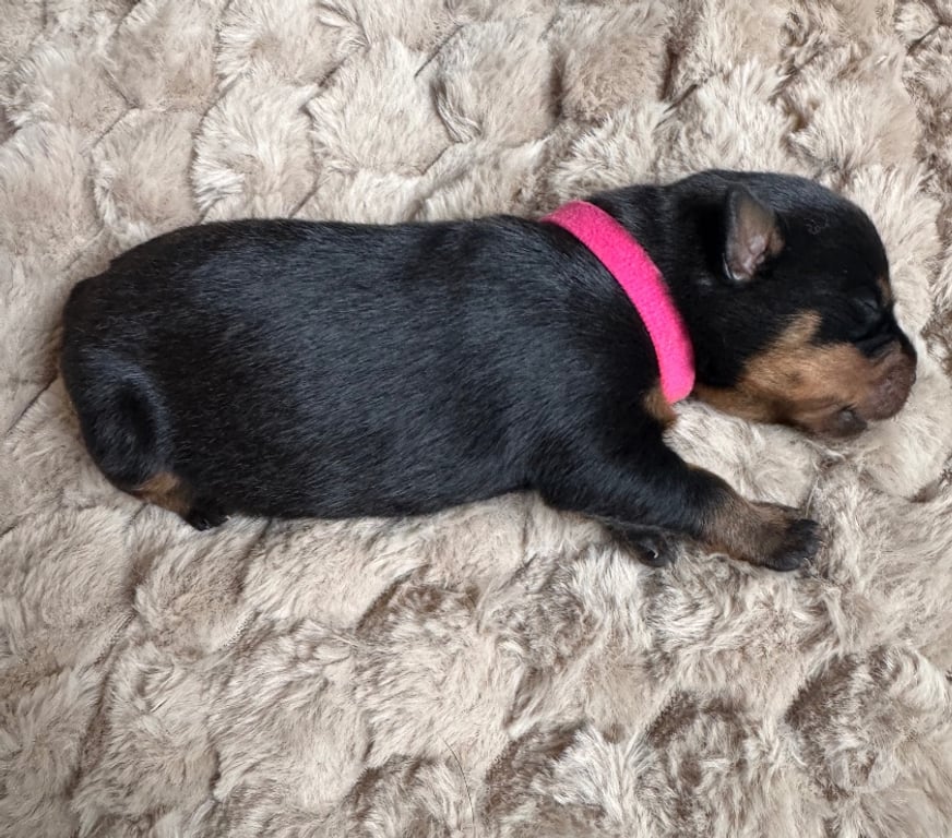 Vente Loir-et-Cher Couture sur Loir - 41800 - Photos Vivastreet A réserver magnifique chiot rottweiler lof queue coupée