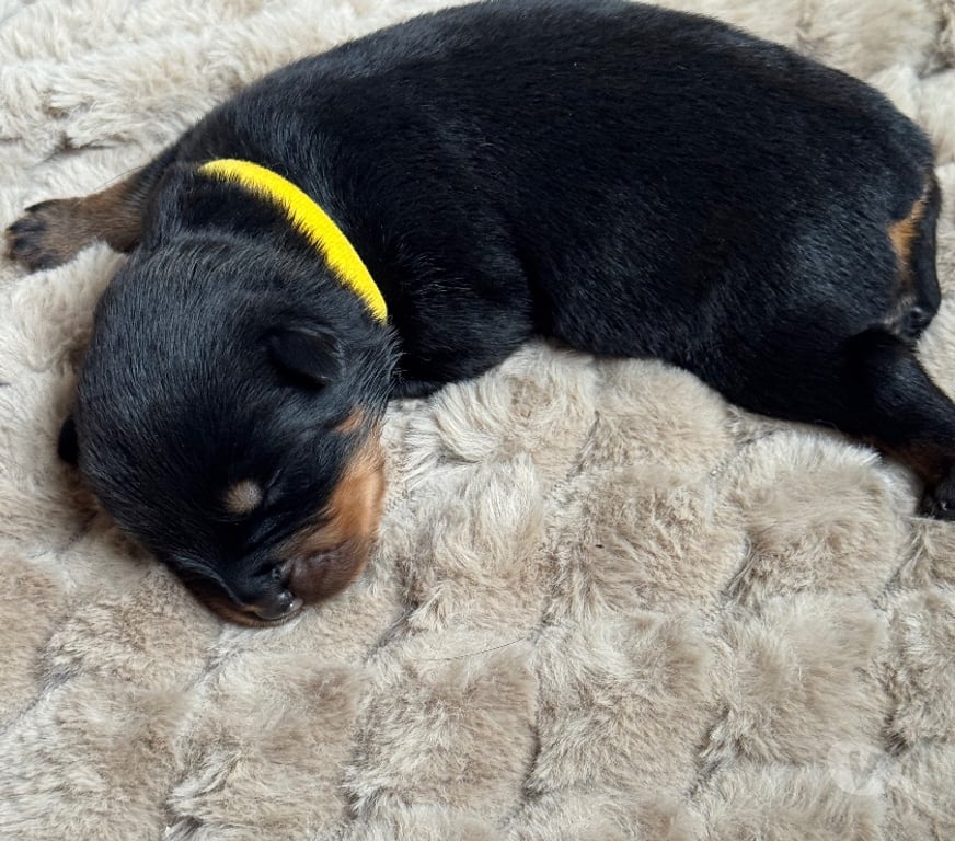 Vente Loir-et-Cher Couture sur Loir - 41800 - Photos Vivastreet A réserver magnifique chiot rottweiler lof queue coupée