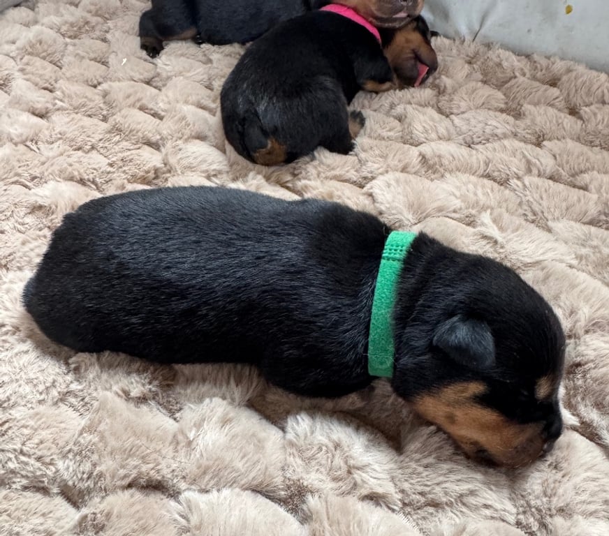 Vente Loir-et-Cher Couture sur Loir - 41800 - Photos Vivastreet A réserver magnifique chiot rottweiler lof queue coupée