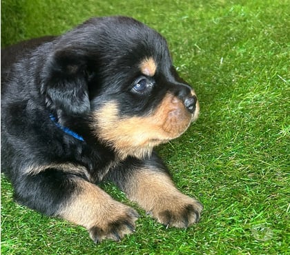 Photos Vivastreet A réserver magnifique chiot rottweiler lof queue coupée