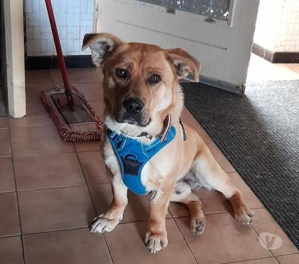 Vente animaux Bois de Cene Vendée - Photos Vivastreet Pierrot chien roumain
