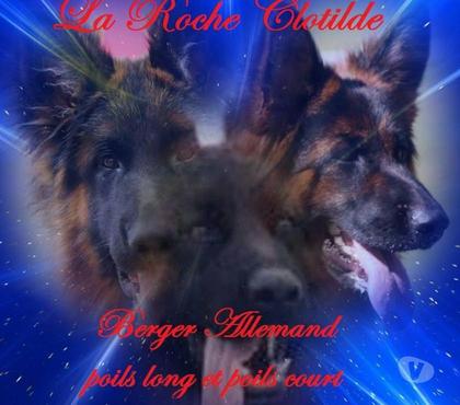 Vente animaux Villemer Seine-et-Marne - Photos Vivastreet Chiots Berger Allemand LOF poils court et long disponibles