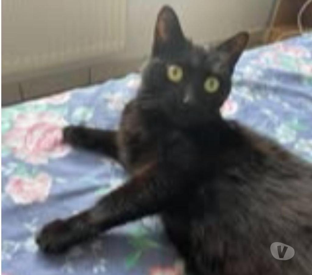 Don animaux Drôme Valence - 26000 - Photos Vivastreet Chat BILLY à l adoption