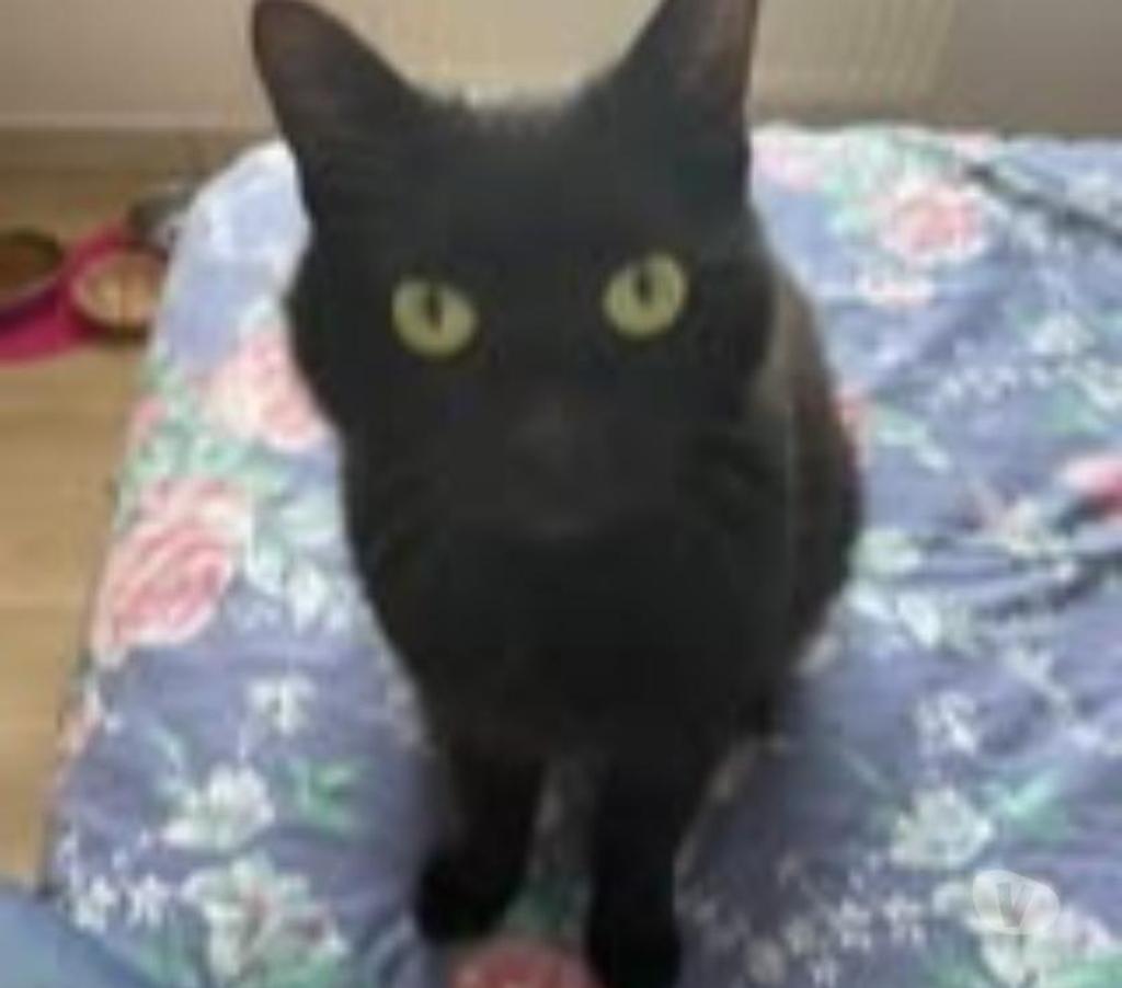 Don animaux Drôme Valence - 26000 - Photos Vivastreet Chat BILLY à l adoption
