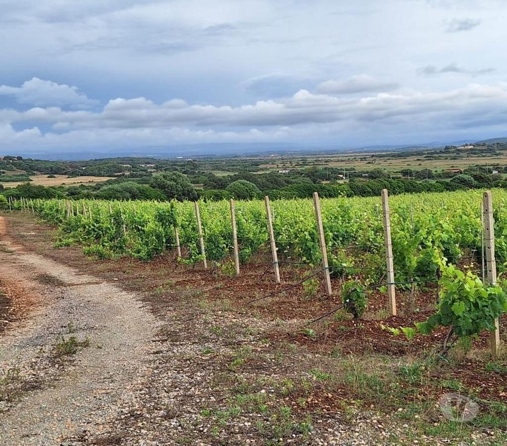 Vente Terres Agricoles Italie - Photos Vivastreet Ferme viticole dans le nord de la sardaigne