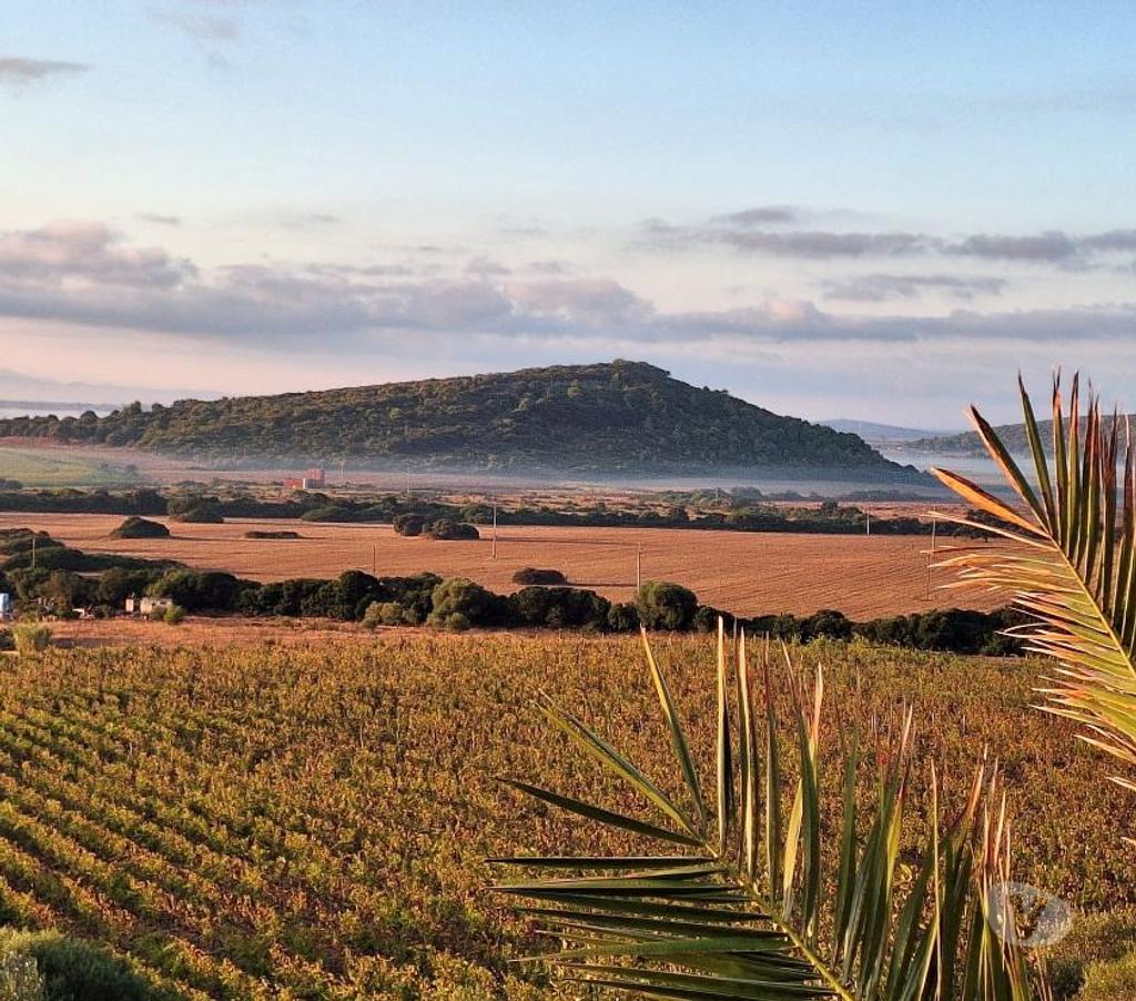 Vente Terres Agricoles Italie - Photos Vivastreet Ferme viticole dans le nord de la sardaigne