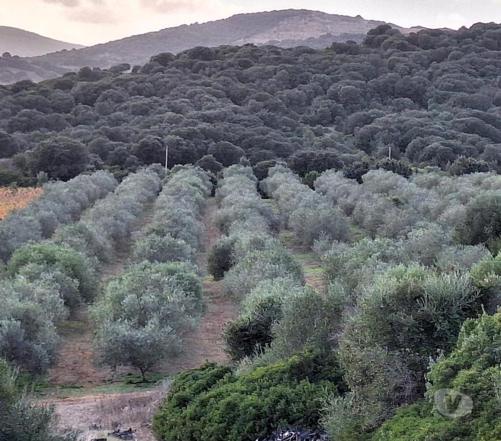 Vente Terres Agricoles Italie - Photos Vivastreet Ferme viticole dans le nord de la sardaigne