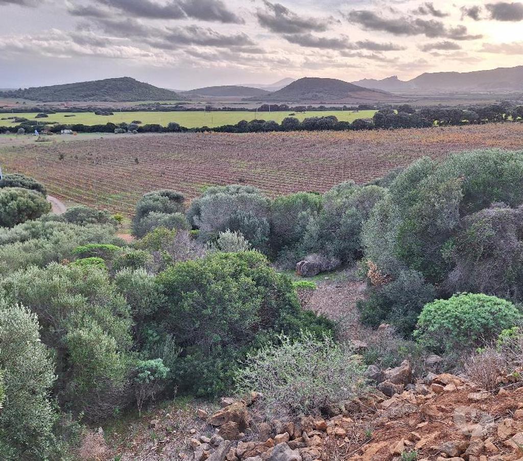 Vente Terres Agricoles Italie - Photos Vivastreet Ferme viticole dans le nord de la sardaigne