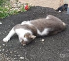 St Restitut - Drôme — Chat FRIMOUSSE à l adoption