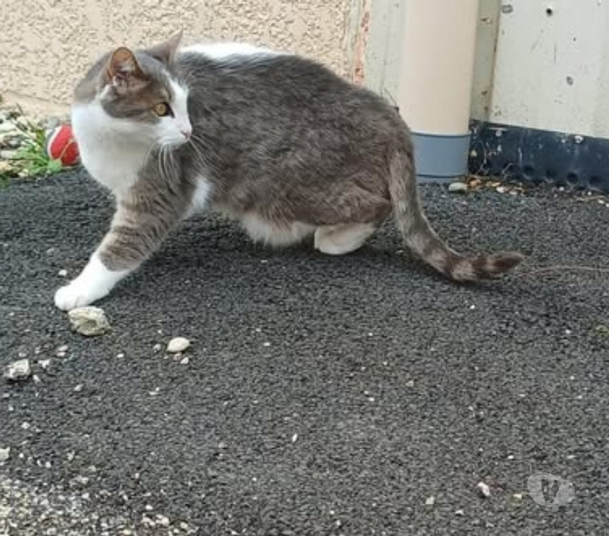 Don animaux Drôme St Restitut - 26130 - Photos Vivastreet Chat FRIMOUSSE à l adoption