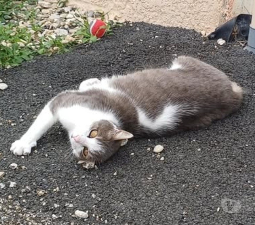 Don animaux Drôme St Restitut - 26130 - Photos Vivastreet Chat FRIMOUSSE à l adoption