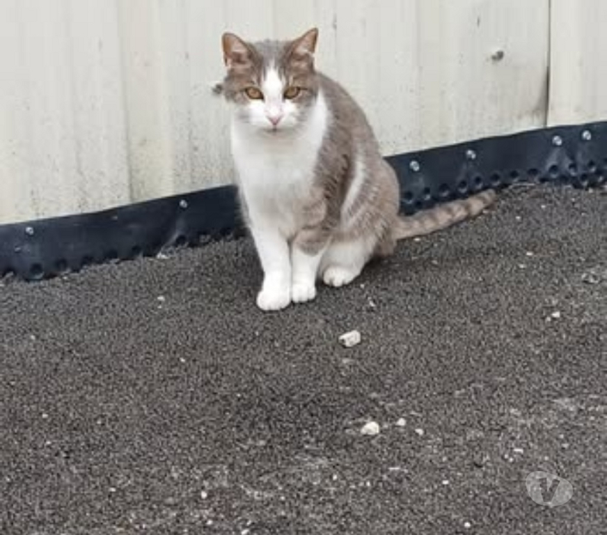 Don animaux Drôme St Restitut - 26130 - Photos Vivastreet Chat FRIMOUSSE à l adoption