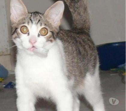 Services, accessoires animaux Luneville Meurthe-et-Moselle - Photos Vivastreet Saillie d'un ANATOLIEN