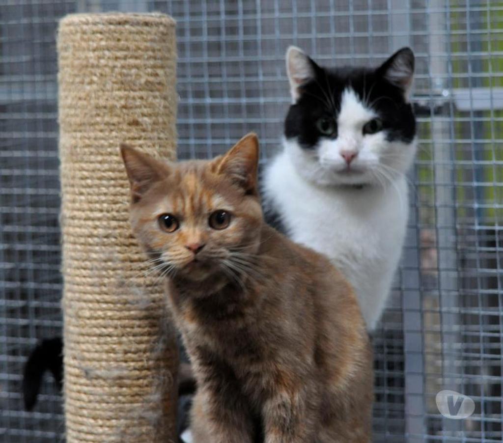 Services, accessoires animaux Yvelines Mezieres sur Seine - 78970 - Photos Vivastreet pension pour chiens et chats