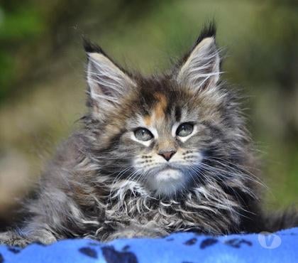 Vente animaux Mezieres sur Seine Yvelines - Photos Vivastreet Adorables chatons Maine Coon LOOF